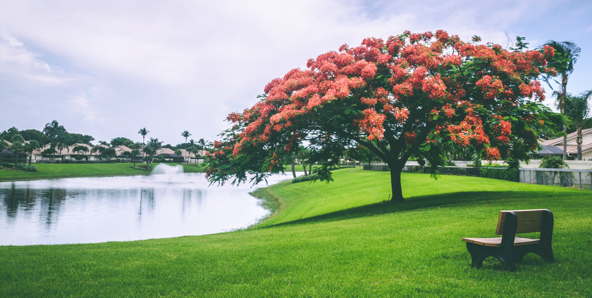 Tree With Red-flower Beside Water